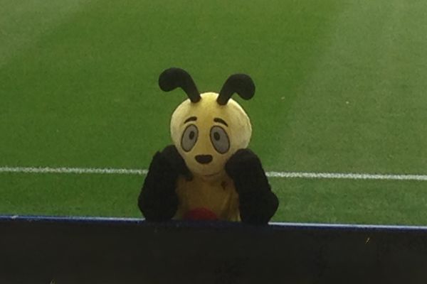 Harry the Hornet mascot standing pitchside during a Watford FC game, cheering on the team.