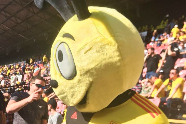 Harry the Hornet on matchday at Vicarage Road