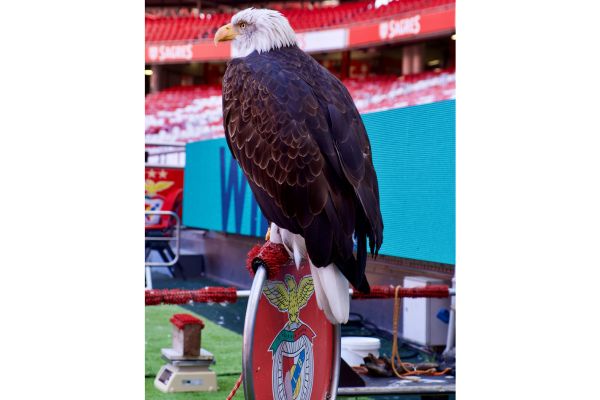 Benfica's eagle mascot perched proudly, symbolizing strength and tradition for the club.